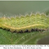 aricia agestis larva4a